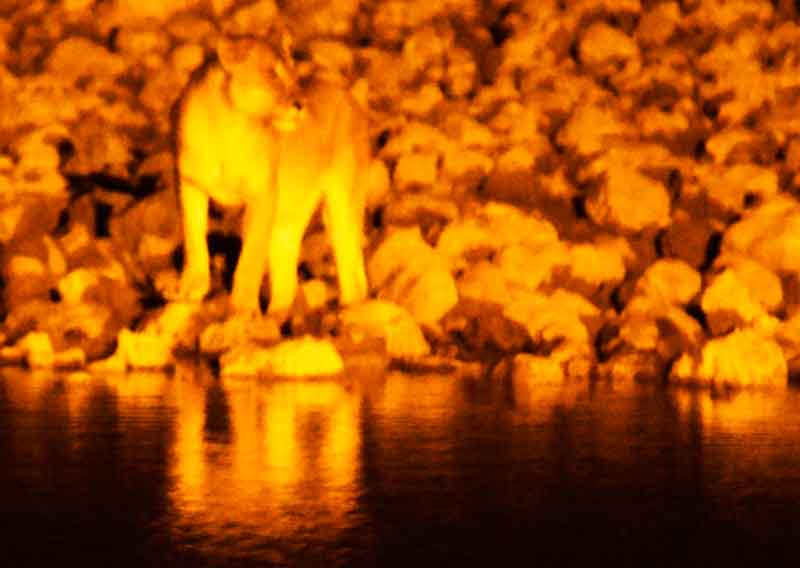 24 - Namibia - leona - imagen nocturna - Okaukuejo - parque nacional de Etosha